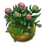 peony flower bud level 2 merge mansion