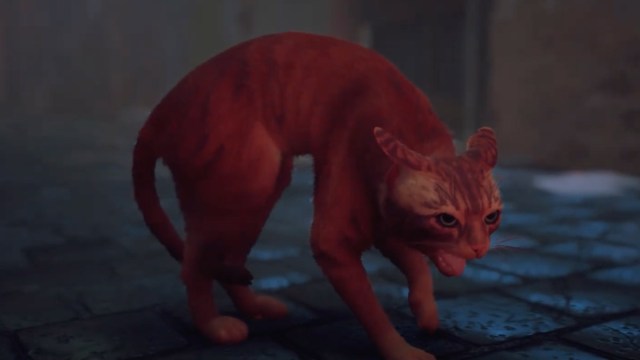 the cat from stray