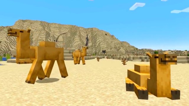 When are Camels coming to Minecraft? – Answered